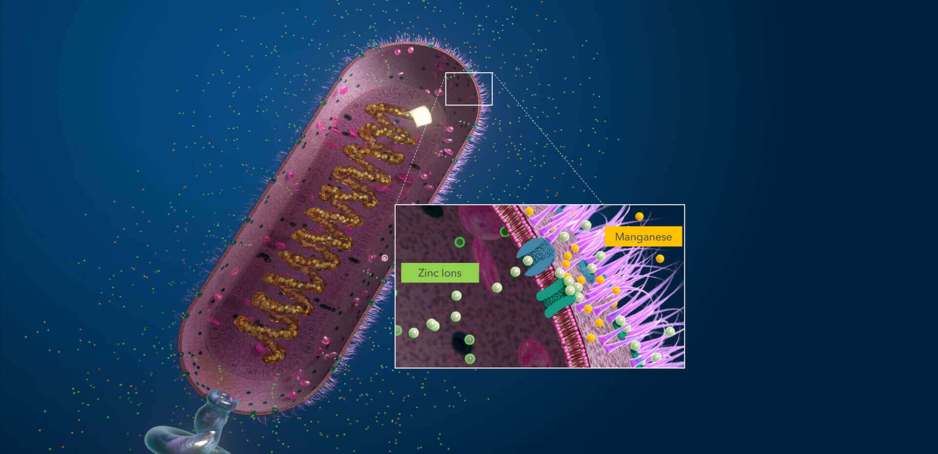 How Acteev Destroys Bacteria